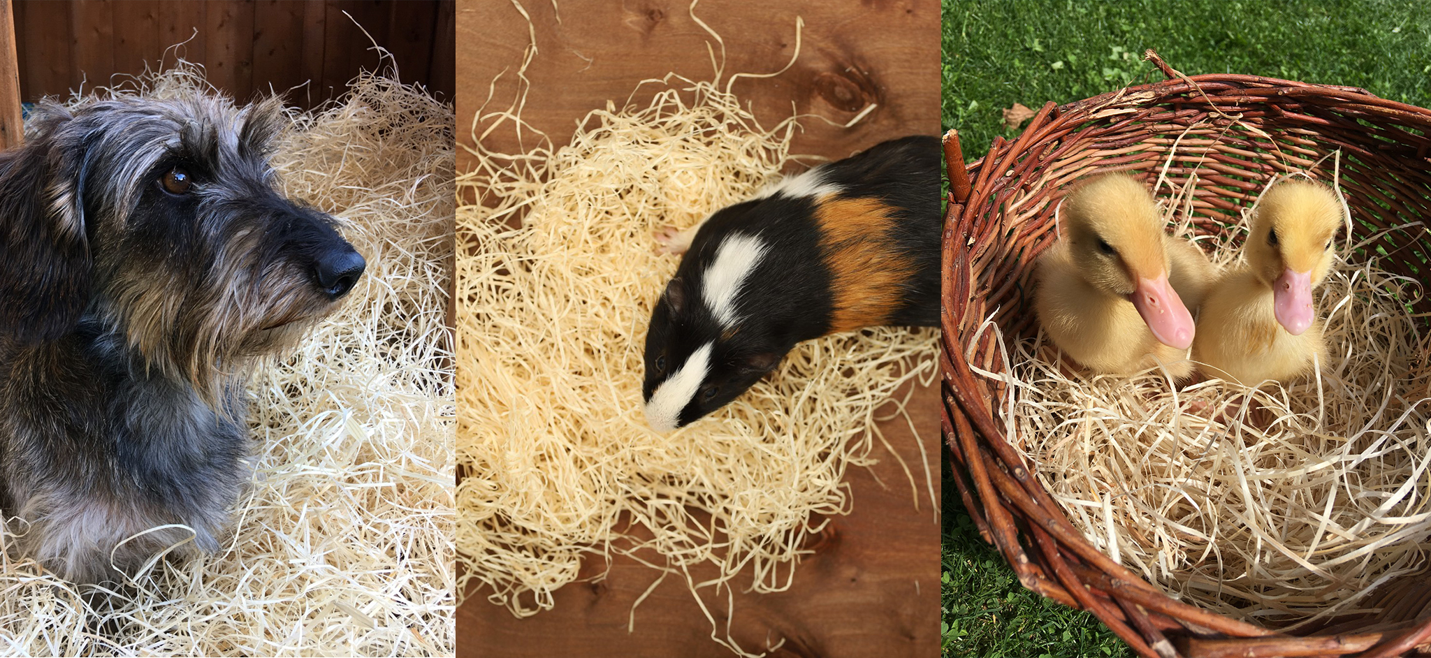 歐洲工廠將木絲應用在動物鋪墊、寵物窩，舒適又有保溫效果。（圖片來源／Wood Wool Kalafut官網）